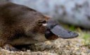 platypus-HS-animal-profile-web620.jpg