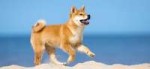 Shiba-Inu.jpg