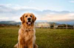 golden-retriever-sitting-down-in-a-farm-837898820-5c7854ff4[...].jpg