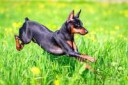 Miniaturepinscher10-650x434