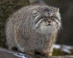 200px-Manul.jpg