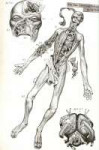 Anatomy Tau 1188544155652.jpg