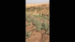 Video shows Turkish forces capturing 3 YPG fighters near th[...].mp4