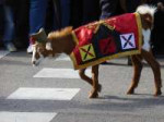 Cabra,mascotadelaLegiónEspañola,eneldesfiledeMadrid,el12deo[...].JPG