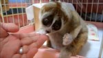 Slow Loris want more Rice Ball.webm