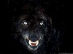 52600black-wolf-face-wallpaper-background-jpg800x600h.jpg