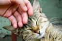 cat-petting-guide-1-23158-1358606182-1big.jpg