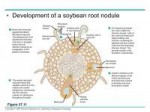 37-plantnutrition-text-18-1024 rhizobium development.jpg