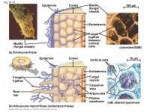 ecto endo mycorrhizae.jpg