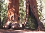 Sequoiatrees.JPG