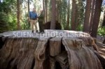 C0155407-Giantsequoiatreestump.jpg