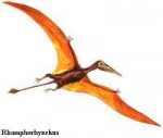 rhamphorhynchus.png